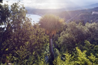Club lily (Cordyline australis), cabbage palm or torbay palm, coastline, Ionian Sea, sun rays,