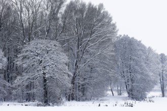 Deep snowy winter landscape with snow-covered trees on the edge of the forest, Schleswig-Holstein,