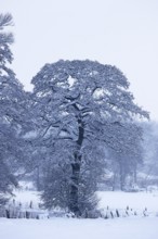 Snow-covered tree, alder (Alnus), in a snow-covered landscape in winter, Schleswig-Holstein,