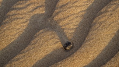 Structures in the sand, detail, sand dunes in the Wahiba Sands desert, Oman