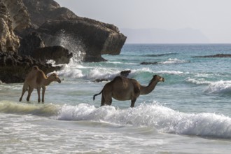 Dromedary (Camelus dromedarius), camels, bathing in the sea, Oman