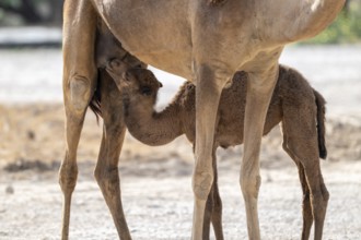 Dromedary (Camelus dromedarius), camel, young animal with mother, Oman