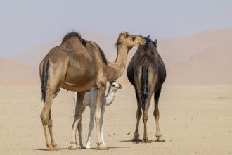 Dromedary (Camelus dromedarius), camels, in desert, Rhub al Khali, Empty Quarter, Emtpy Quarter,