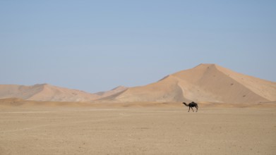 Dromedary (camel) in front of sand dunes in the Rhub al Khali desert, Empty Quarter, largest sand