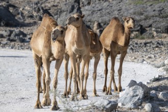 Dromedary (Camelus dromedarius), camels, Oman
