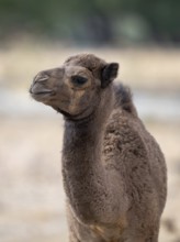 Dromedary (Camelus dromedarius), camel, portrait, young animal, Oman