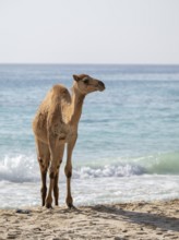 Dromedary (Camelus dromedarius), camels, bathing in the sea, Oman