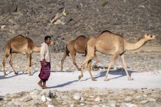 Nomad with camels, Oman