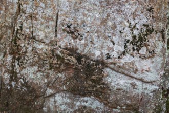 Close-up of porous outcrop rock surface covered with Lichen growth and Bryophyta - Green Moss in