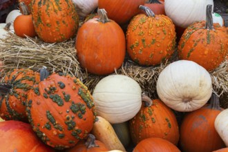 White and orange Cucurbita - Pumpkins including 'Warty Goblin' for sale in bin with yellow straw at