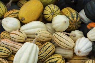 Close-up of Cucurbita pepo 'Delicata' - Squash and white pumpkins for sale in bin at outdoor market