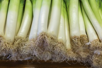 Close-up of freshly harvested Allium porrum - Leeks for sale at farm stand in autumn, Quebec,