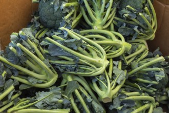 Close-up of chopped and discarded Brassica oleracea - Broccoli in cardboard box at farm stand in