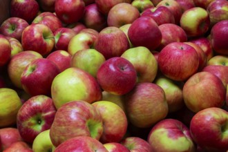 Close-up of freshly harvested Malus 'Honey Crisp' Apples in wooden bin at a farm stand in autumn,