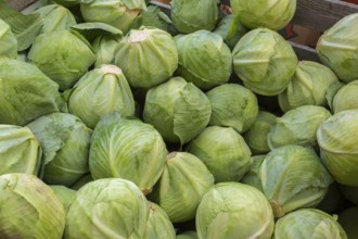 Close-up of freshly harvested Brassica oleracea - Cabbage heads in wooden bin at farm stand in