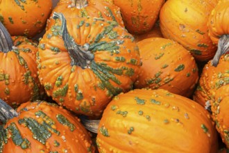 Close-up of Cucurbita pepo 'Warty Goblin' - Hybrid Pumpkins in autumn, Quebec, Canada