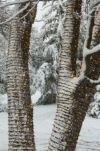 Large tree trunks decorated with illuminated Christmas lights and covered with winter like snow in