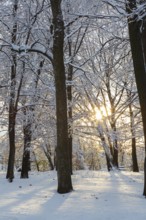 Sunburst through forest of tall semi silhouetted deciduous trees covered with freshly fallen winter