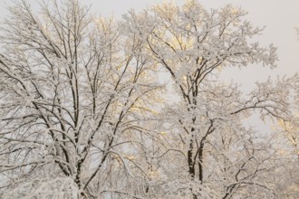Side lit tall deciduous trees with branches covered with freshly fallen winter like snow at sunset