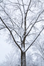 Tall deciduous tree covered with freshly fallen winter like snow in late autumn, Quebec, Canada