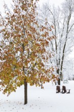 Fagus - Beech tree with leaves covered in winter like snow and two wooden Adirondack chairs in