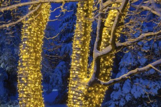 Large tree trunks decorated with illuminated Christmas lights and covered with winter like snow in