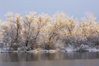 Mille Iles river and Ile des Moulins with Populus deltoides - Eastern Cottonwood trees covered with