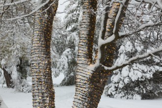 Large tree trunks decorated with illuminated Christmas lights and covered with winter like snow in