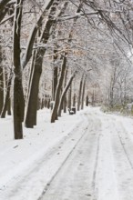 Wide walking path through forest of tall deciduous and evergreen trees covered with ice and freshly