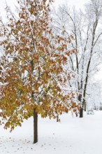 Fagus - Beech tree with leaves covered with winter like snow in public park in late autumn, Ile des