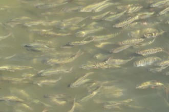Common roach (Rutilus rutilus) adult fish in a shoal in a garden pond, England, United Kingdom
