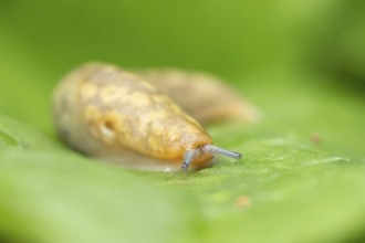 Leopard slug (Limax maximus) adult gastropod molluscs on a garden vegetable plant leaf in summer,