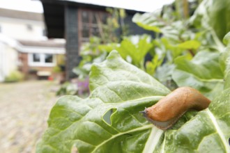 Red slug (Arion rufus) adult gastropod molluscs on a garden vegetable plant leaf with a house in