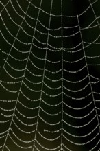 Dew water droplets on a spiders web, England, United Kingdom