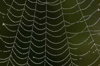 Dew water drops on a spiders web, England, United Kingdom