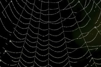 Dew water droplets on a spiders web, England, United Kingdom
