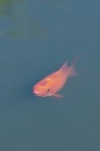 Common goldfish (Carassius auratus) adult fish in a garden pond, England, United Kingdom