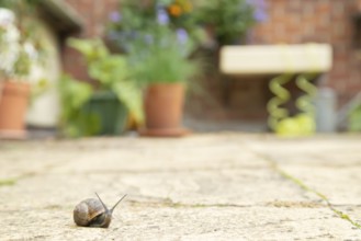 Garden snail (Cornu aspersum) adult on a garden patio in summer, England, United Kingdom