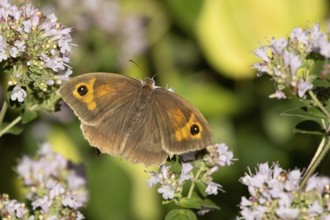 Meadow brown butterfly (Maniola jurtina) adult insect feeding on a garden purple Wild marjoram or
