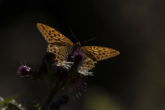 Silver-washed fritillary butterfly (Argynnis paphia) adult insect feeding on a thistle flower in