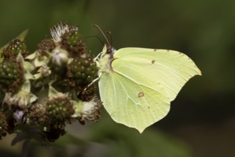 Brimstone butterfly (Gonepteryx rhamni) adult male insect feeding on a Bramble flower in summer,