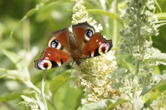 Peacock butterfly (Aglais io) adult insect feeding on a garden white Buddleja flower in summer,