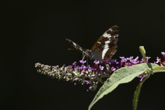 White admiral butterfly (Limenitis camilla) adult insect feeding on a garden purple Buddleja flower
