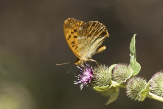 Silver-washed fritillary butterfly (Argynnis paphia) adult insect feeding on a Burdock flower in