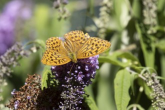 Silver-washed fritillary butterfly (Argynnis paphia) adult insect feeding on a garden purple