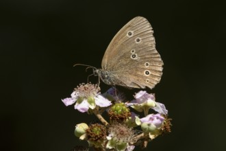 Ringlet butterfly (Aphantopus hyperantus) adult insect feeding on a bramble flower in summer,