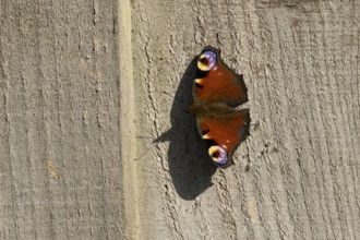 Peacock butterfly (Aglais io) adult insect resting on a garden wooden fence in summer, England,