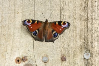 Peacock butterfly (Aglais io) adult insect resting on a garden shed in summer, England, United