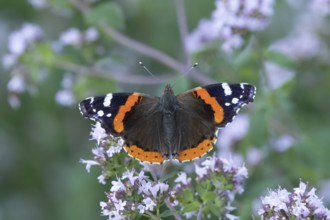 Red admiral butterfly (Vanessa atalanta) adult insect feeding on a garden purple Wild marjoram or
