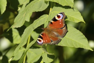 Peacock butterfly (Aglais io) adult insect resting on a plant leaf in summer, England, United